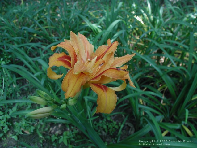 Double Day Lily (Preview)