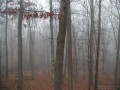 Foggy Woods (Thumbnail)