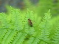 Snipe fly on Fern (Thumbnail)