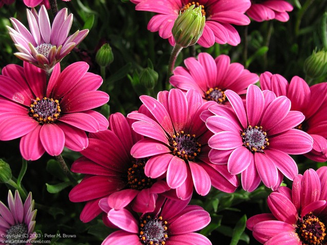 wallpaper purple pink. Pink and Purple Flowers