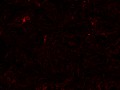 Abstract Smoky Red Swirls (Thumbnail)