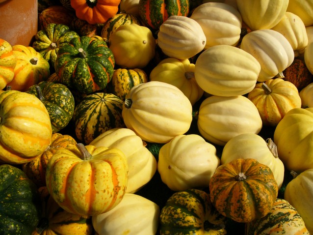 Autumn Gourds (Preview)