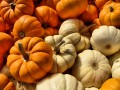 Orange and White Autumn Gourds (Thumbnail)