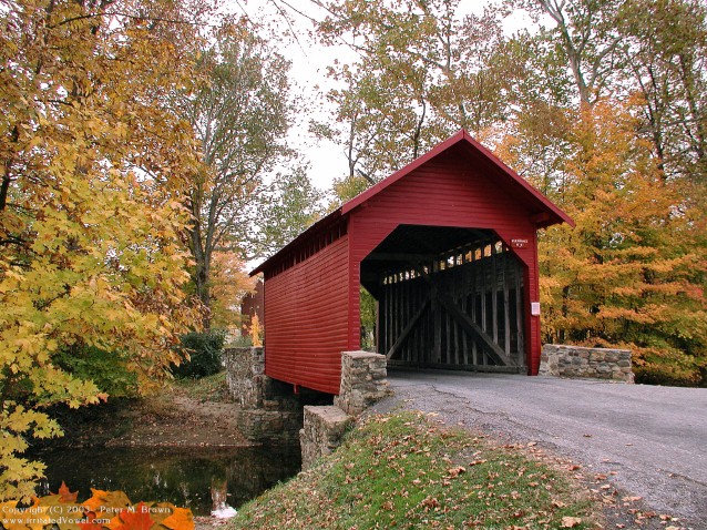 Roddy Road Covered Bridge in Autumn (Preview)