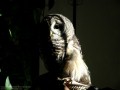 Barred Owl (Thumbnail)
