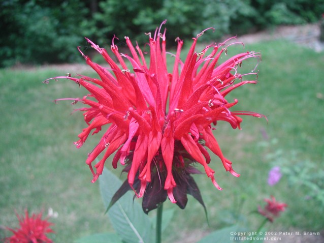 Red Bee Balm (Preview)