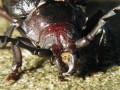 Extreme Closeup Beetle (Thumbnail)