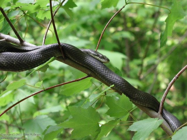 Black Rat Snake on a Branch (Preview)
