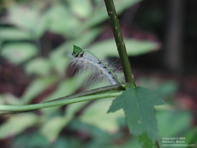 Blue Caterpillar (Preview)