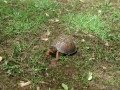Box Turtle (Thumbnail)