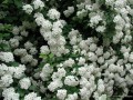 Bridal Wreath Flowers (Thumbnail)