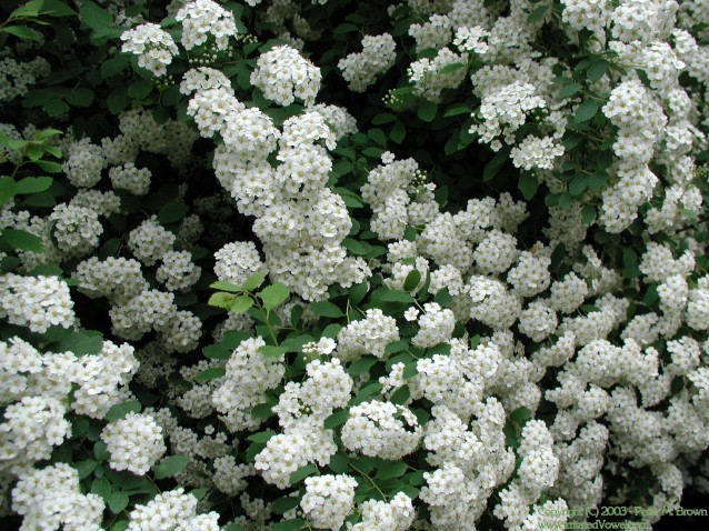 Bridal Wreath Flowers (Preview)