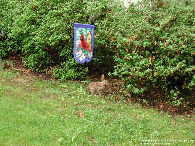 wallpaper nature spring. Bunny at Spring Flag. Nature