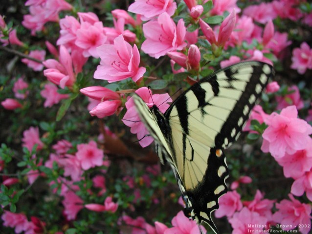 Yellow Swallowtail Butterfly on Pink Azalea (Preview)