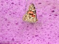 Butterfly on Purple Sponge (Thumbnail)