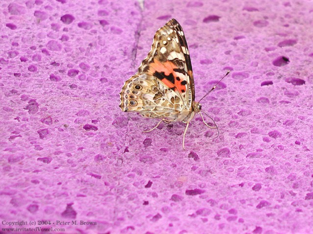 Butterfly on Purple Sponge (Preview)