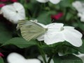 Cabbage White Butterfly on Impatiens (Thumbnail)