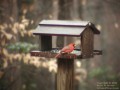 Cardinal at Platform Feeder (Thumbnail)