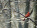 Red Cardinal on Branch (Thumbnail)