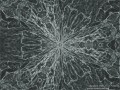 Abstract Cellular Structure: Monochrome (Thumbnail)