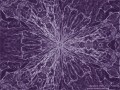 Abstract Cellular Structure: Purple (Thumbnail)