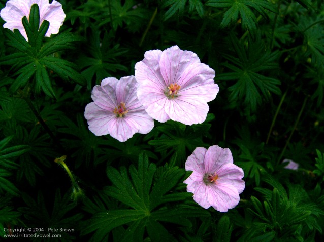 Contrasty Pink Geranium (Preview)