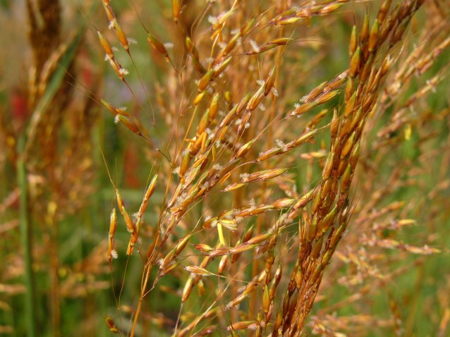 Indian Grass (Preview)